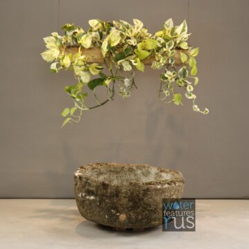 Ivory Spine Limestone – G08